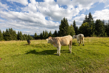 Naklejka na ściany i meble Cows on a green meadow in the Ukrainian Carpathians on a summer day.