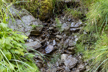 Mountain stream on a summer day in the Ukrainian Carpathians