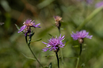 Mountain flowers in the Ukrainian Carpathians. Close-up macro view.