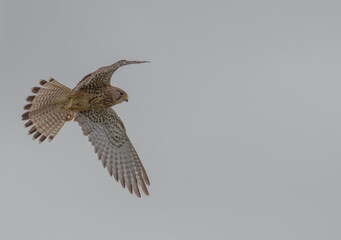 Kestrel in flight