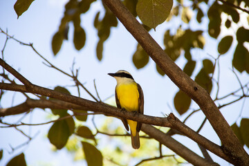 Um pássaro empoleirado no galho de uma árvore frondosa. Pitangus sulphuratus. 