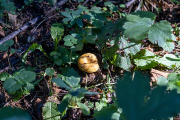 Fototapete bei efototapeten.de bestellen   