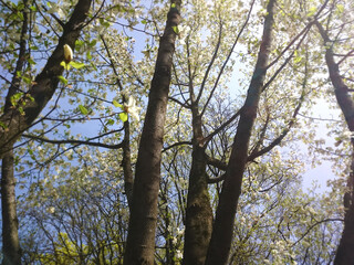 trees and sky in the spring