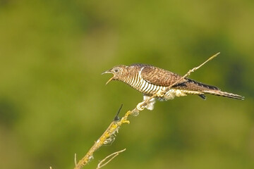 A grown up cuckoo chick on a blurred natural background, sits on a branch and screams asking for food, on a sunny summer day in the wild, close-up, side view.