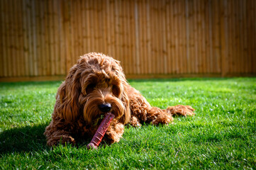 Fototapeta premium Cockapoo Cuteness