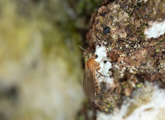 Fungus gnat on aspen bark