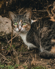 Obraz premium cat