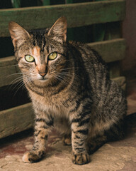 Naklejka premium cat