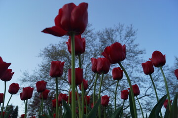 Obraz premium Tulben und ihre schönsten Farben