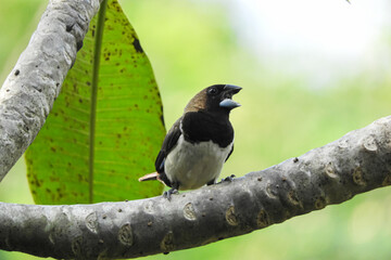 bird on a branch