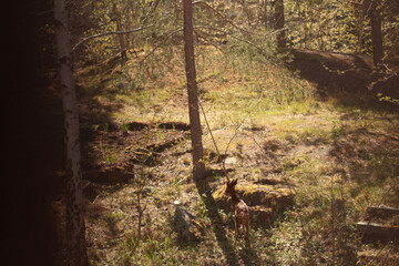 Deer