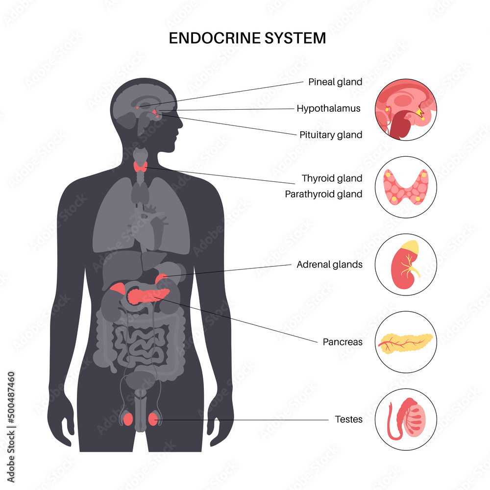 Wall mural human endocrine system