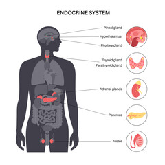 Human endocrine system - 500487460