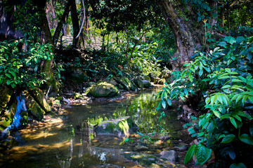 bosque tropical con vegetacion verde y un rio rodeado de arboles y helechos en novara veracruz 