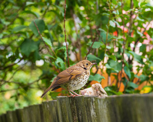 Thrush chick on a wooden fence in the garden. Wild nature. Life outside the city