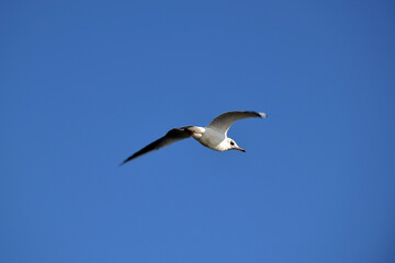 Fototapeta na wymiar Sea gull flies against the background of a bright blue sky. Back view