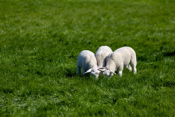 sheep and lamb