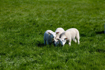sheep and lamb