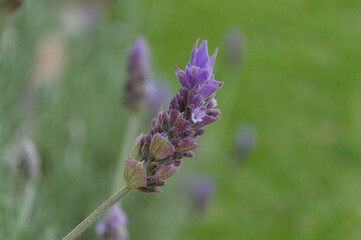 Lavender in garden horizontal