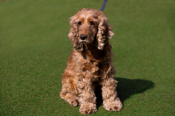 english cocker spaniel
