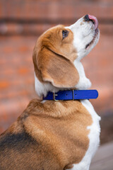 beagle dog portrait