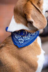 portrait of a beagle puppy