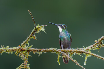 Hummingbird, White-throated Mountain-gem (Lampornis castaneoventris) sitting in the rainforest in San Gerardo del dota, Savegre, Costa Rica