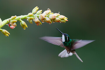 Hummingbird, White-throated Mountain-gem (Lampornis castaneoventris) flying next to a bromelia to get nectar in the rainforest in San Gerardo del dota, Savegre, Costa Rica