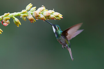 Hummingbird, White-throated Mountain-gem (Lampornis castaneoventris) flying next to a bromelia to get nectar in the rainforest in San Gerardo del dota, Savegre, Costa Rica