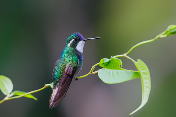 Fototapeta na wymiar Hummingbird, White-throated Mountain-gem (Lampornis castaneoventris) sitting in the rainforest in San Gerardo del dota, Savegre, Costa Rica