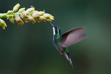 Hummingbird, White-throated Mountain-gem (Lampornis castaneoventris) flying next to a bromelia to...