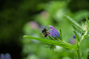 Bumblebee feeding at a flower.