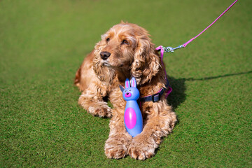 cocker spaniel puppy with toy