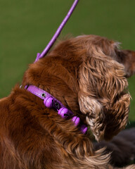 dog in fur with pink collar