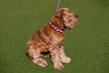 english cocker spaniel with pink 
collar