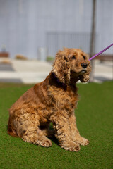 cocker spaniel dog