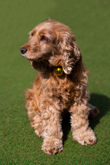 english cocker spaniel dog