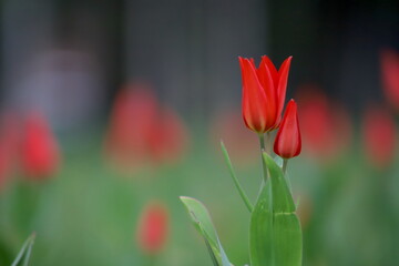 czerwony wiosenny tulipan na tle innych tulipanów - obrazy, fototapety, plakaty