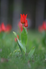 czerwony wiosenny tulipan na tle innych tulipanów  - obrazy, fototapety, plakaty