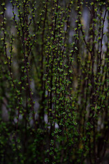 rain drops on the leaves