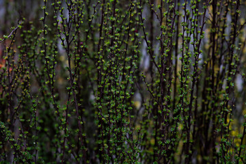 green grass background