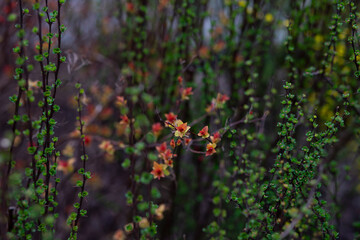 autumn leaves in the forest