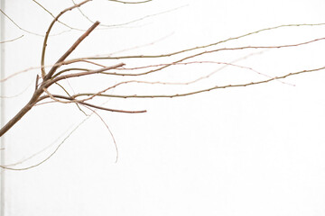 branches with snow