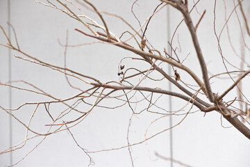 snow covered branches