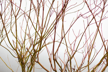 branches of a tree in winter