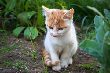 Naklejka na ściany i meble The kitten is sitting in the garden.