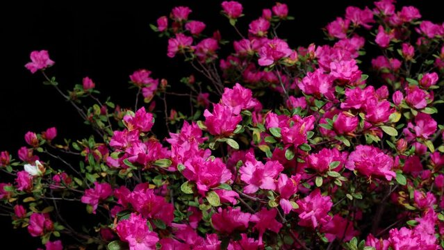 Time lapse footage of blooming pink Rhododendron simsii Planch flowers(Indian Azale or Sims's Azalea) from buds to full blossom isolated on black background, 4k video studio shot.
