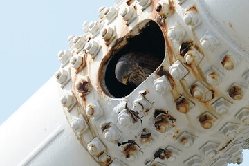common kestrel is nesting