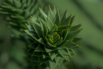 Araucaria also known as monkey puzzle