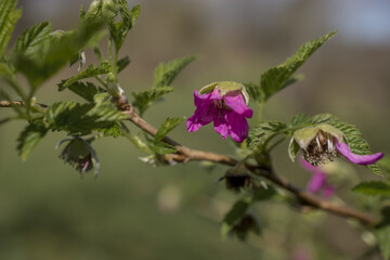  flowers adorn the branches of a tree in early spring